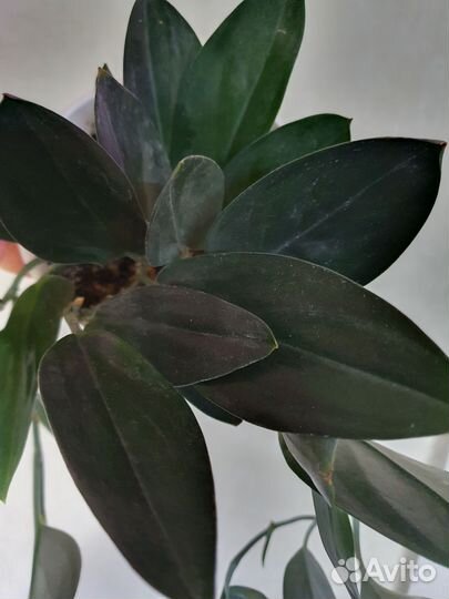 Сциндапсус