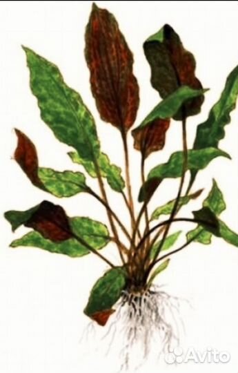 Криптокорина