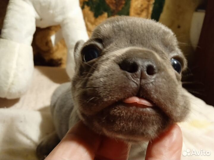 Французский бульдог щенки