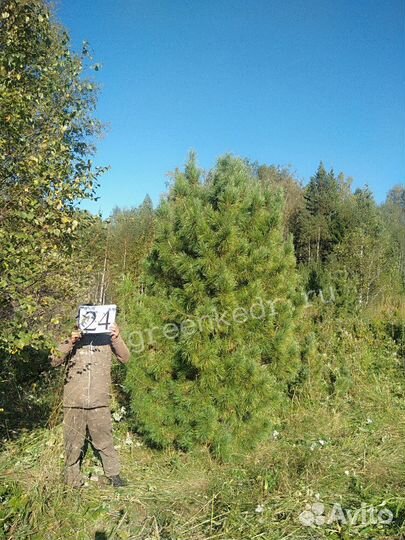 Крупномер (дерево) Кедр Сибирский 320-370см