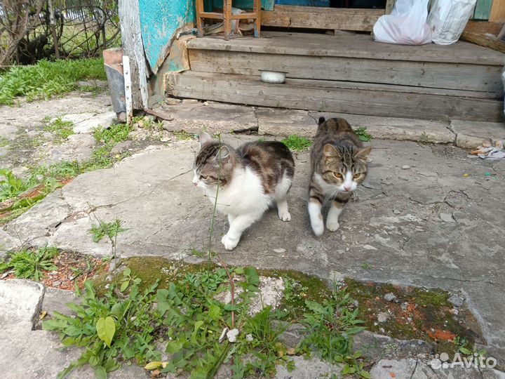 Отдам молодых котиков в добрые руки