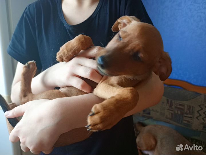 Отдам в добрые руки щенков