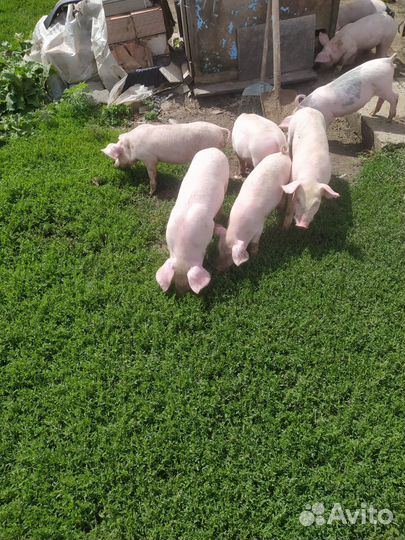 Поросята