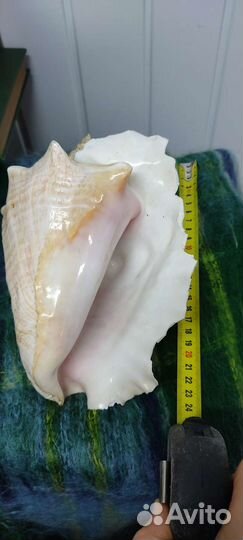 Большая морская раковина