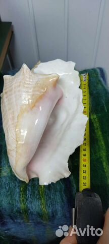 Большая морская раковина