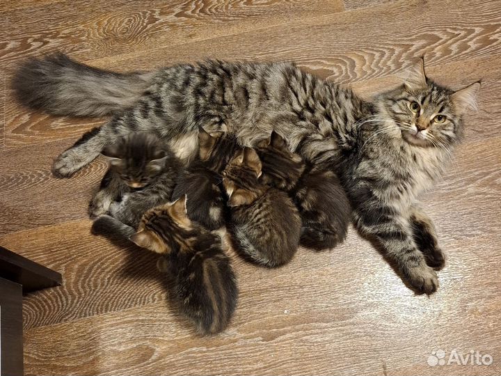 Отдам котят в добрые руки полумейкуны