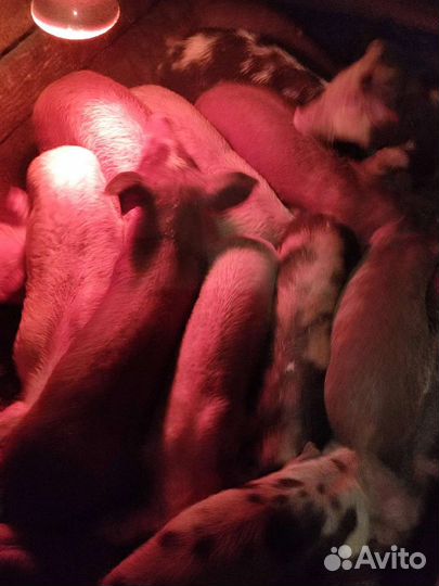 Животные-поросята, есть племенные особи