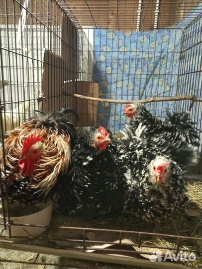 Инкубационное яйцо, породистых кур