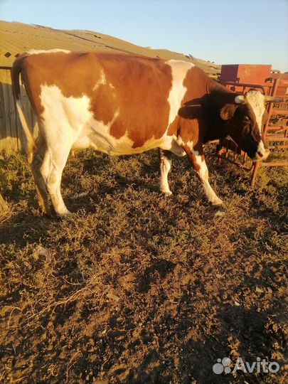 Телки нетели