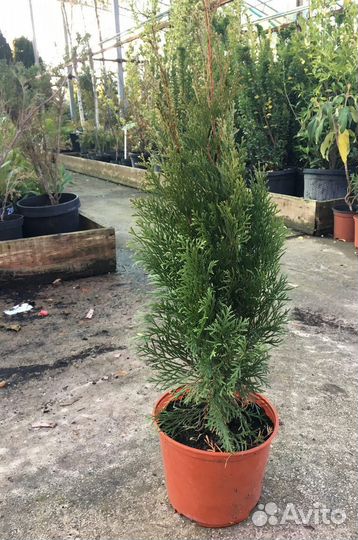 Туя Смарагд