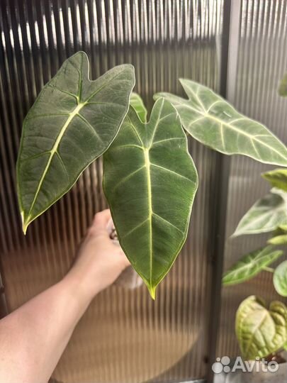 Алоказия мишольца