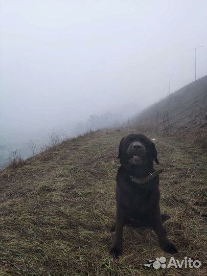 Кобель лабрадора вязка