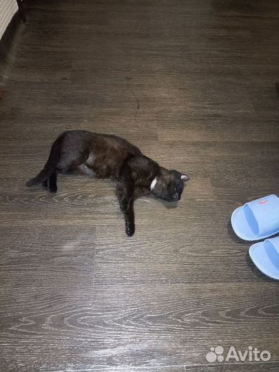 Кошка в дар бесплатно