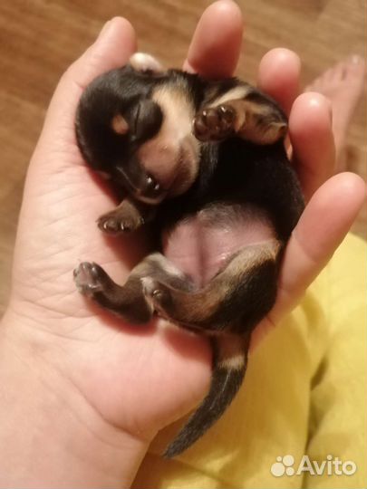 Йоркширский терьер micro