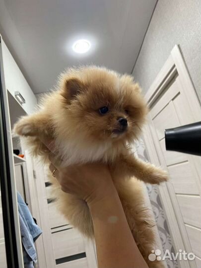 Щенки шпица