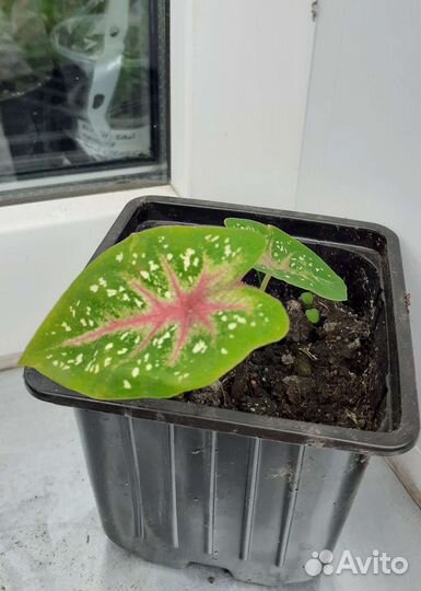 Эписция, каладиум, гемиграфис, фиалка