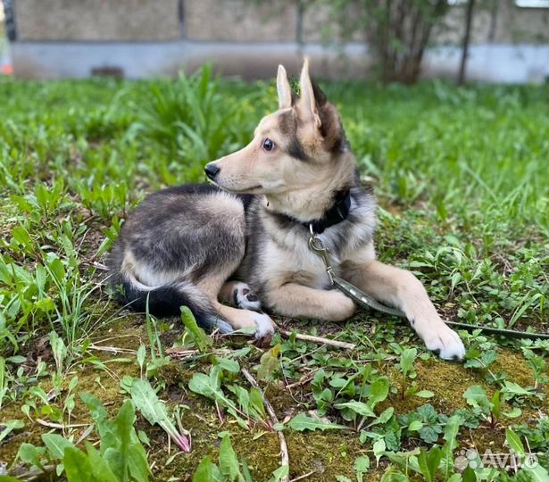 Щенок Тимоша ищет дом