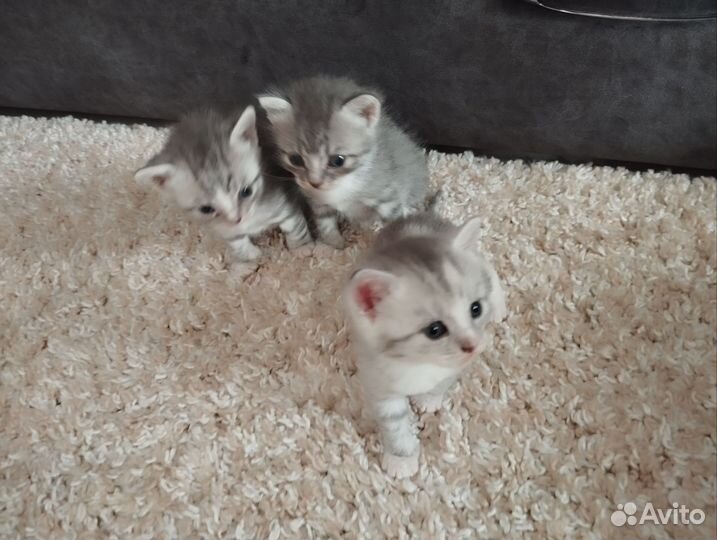 Кошки в добрые руки