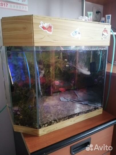 Аквариум с рыбками