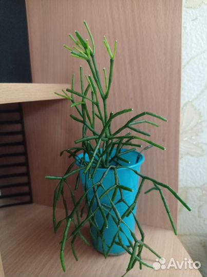 Хатиора оксалис