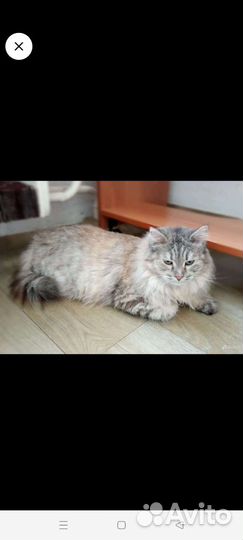 Кошка в дар