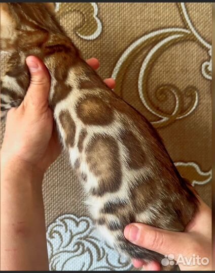 Бенгальские котята