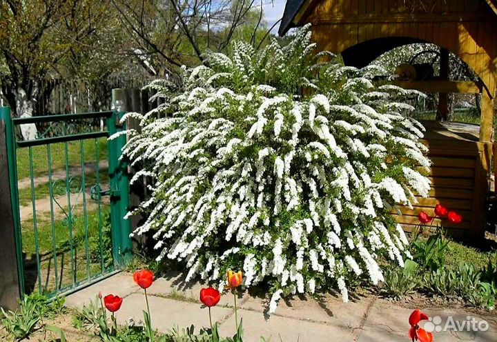Спирея Грейфшейн