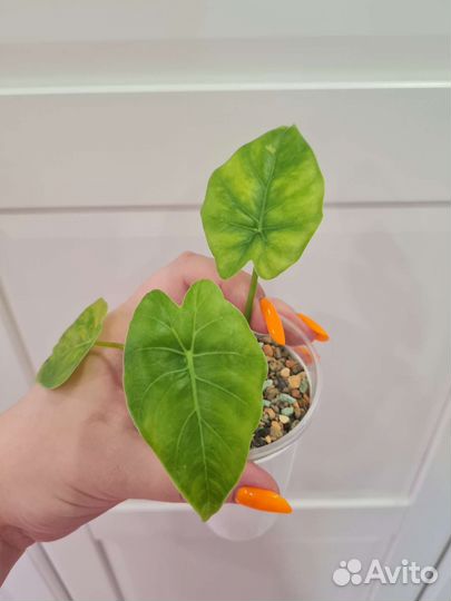 Алоказия Гагеана от альбо вар