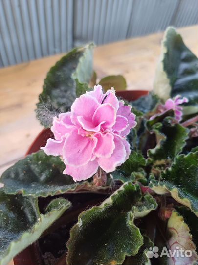 Фиалки сортовые в горшках