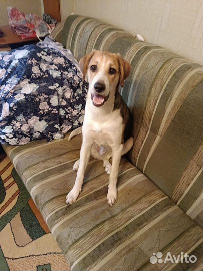 Щенки лабрадора в добрые руки