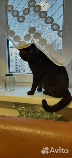 Вязка. Шотландский кот