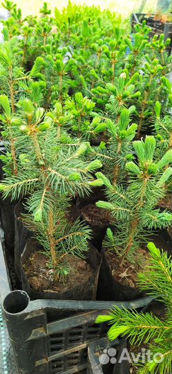 Саженцы ели