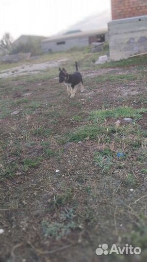 Восточноевропейская овчарка