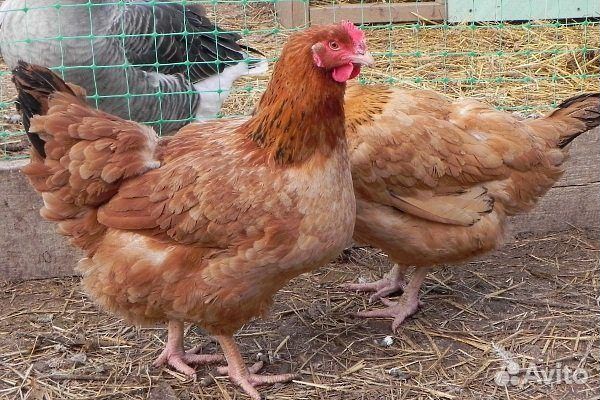 Цветной бройлер цыпленок