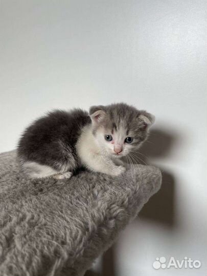 Котята в добрые руки бесплатно