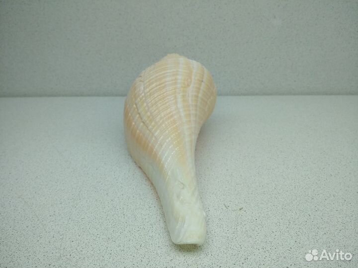 Морская раковина ракушка Хемифусус Туба 25,8
