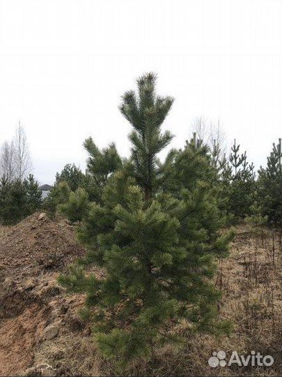 Сосна обыкновенная