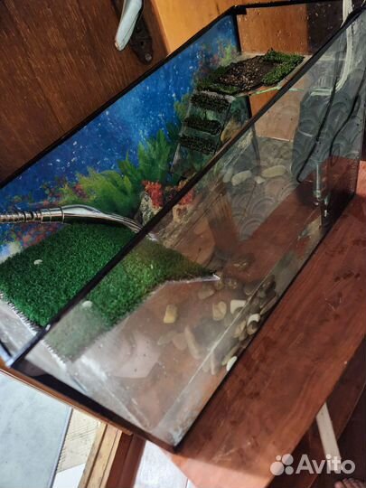 Продам красноухих черепах