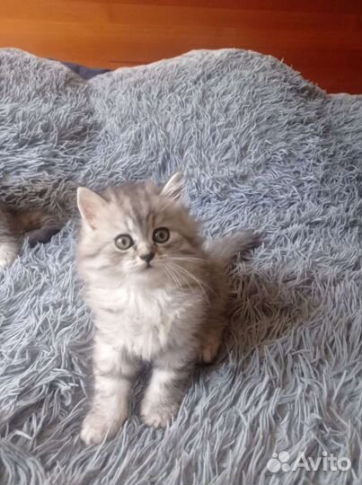 Шотландская вислоухая кошка