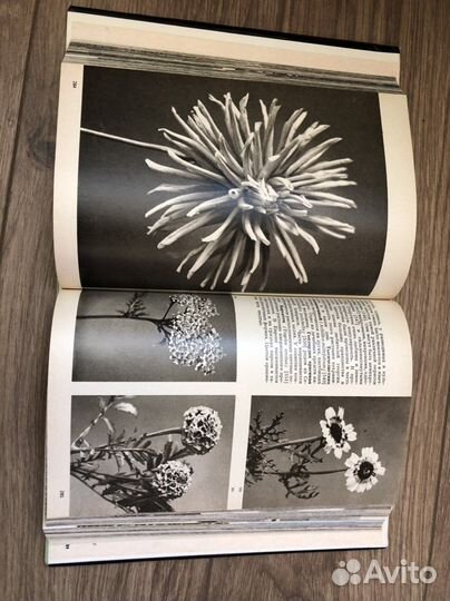 Книга. Энциклопедия растений