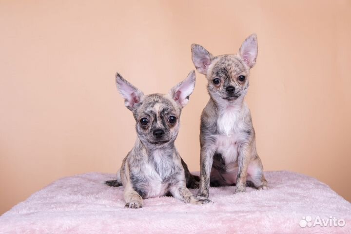 Чихуахуа тигрятки, РКФ