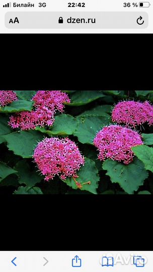 Клеродендрум Брунгле