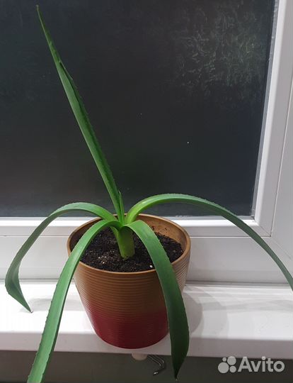 Комнатные растения цветы