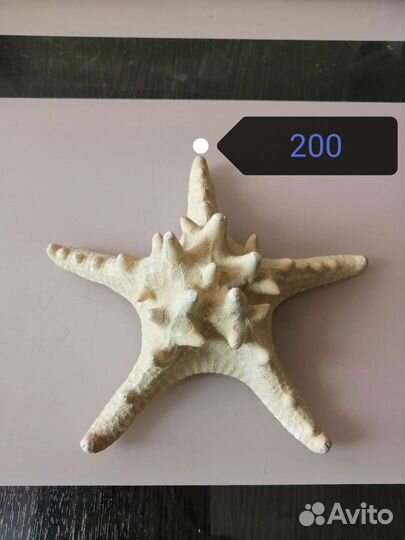 Морские ракушки раковины и коралы