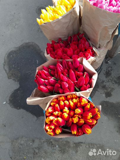 Тюльпаны к 8 марта