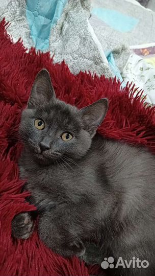 Домашние животные котята
