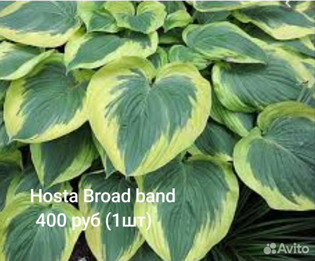 Растения цветы для сада Хоста