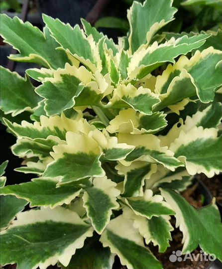 Каланхоэ laciniata variegata