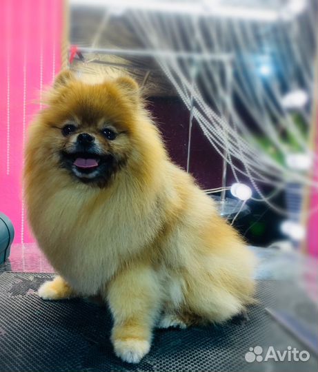 Груминг -студия предлагает стрижка собак и кошек