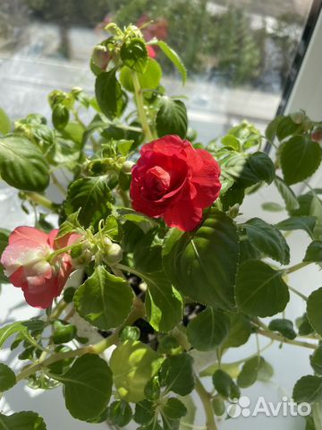 Бальзамин махровый